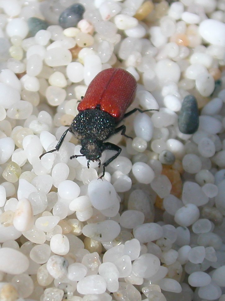 Bostrichus capucinus